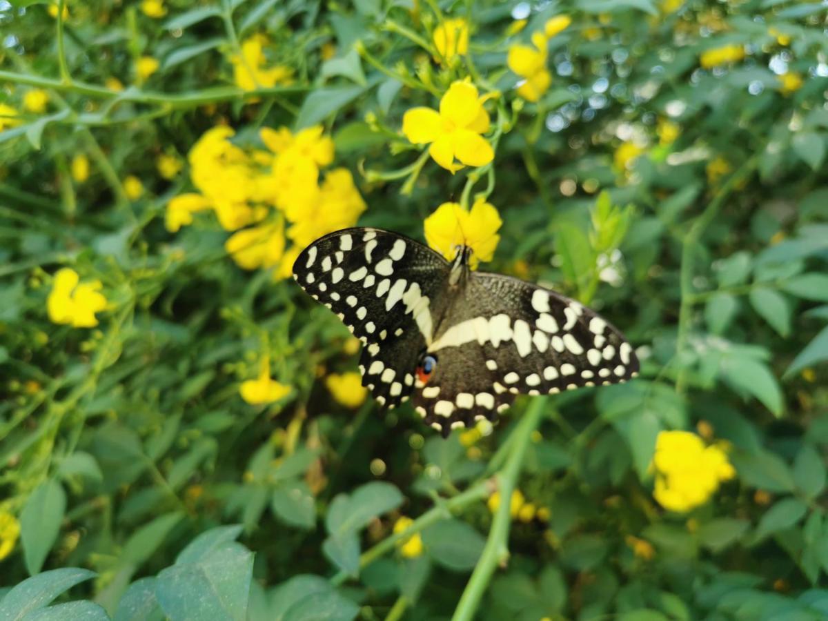 The Yellow Butterfly Vereeniging Exterior photo